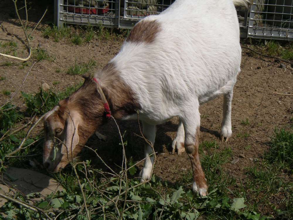 imgp0136.jpg